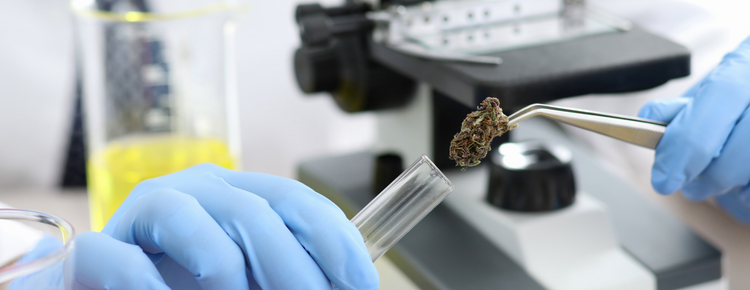 Minor Cannabinoids Show Major Gains in Multiple US States