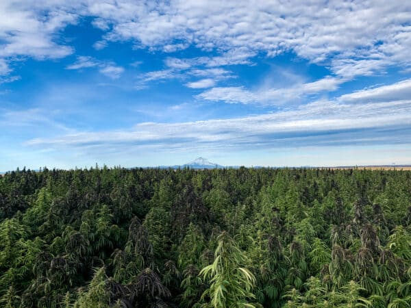 What 2022’s Cannabis Harvest Means for the Industry’s Future