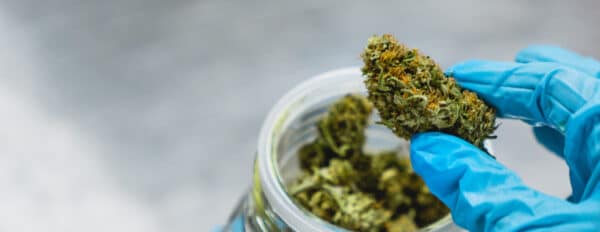 5 Ways To Use Hemp Biomass