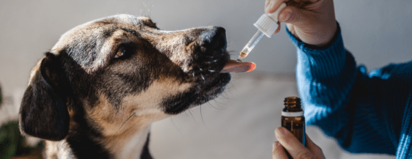 CBD for Pets vs. Humans: Differences in Products and Dosages