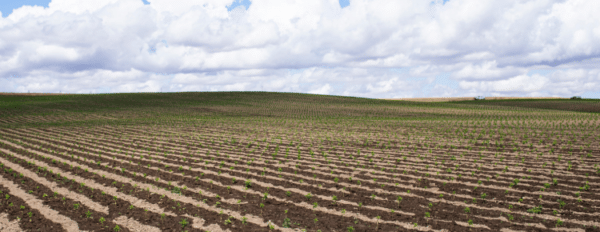 Cannabinoid Market Growth to Remain Strong Through 2026, Says Brightfield