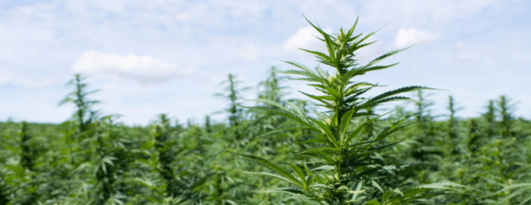Terpenes vs. Cannabinoids | 2023 Guide