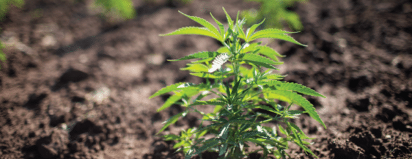 What Are Terpenes? | Updated 2024 Guide