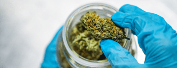 What Is THCV? THCV Effects, THCV vs THC