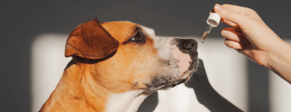 How to Build A Cannabinoid Pet Brand in 2024 [Updated]