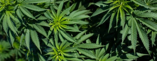 Which Cannabinoids Are US Hemp Farmers Growing?