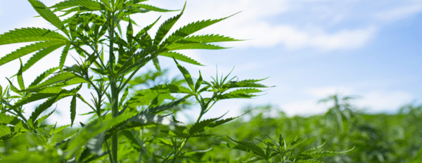 What Is CBE (Cannabielsoin)?