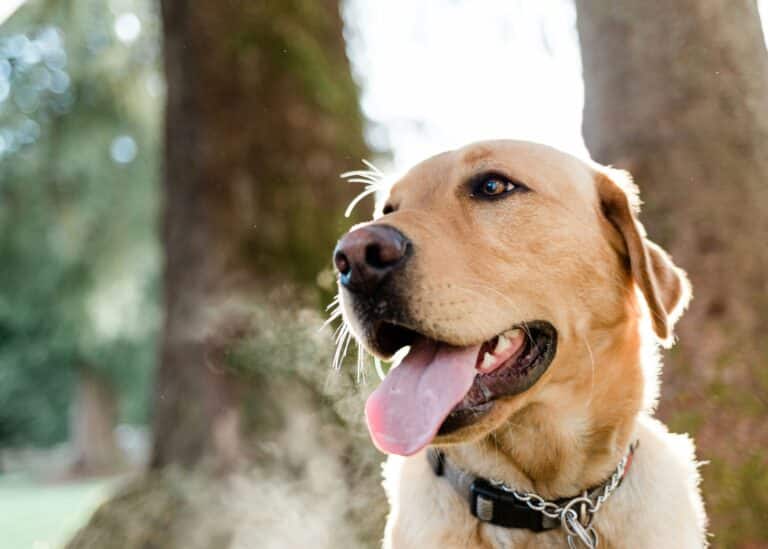 cbd canine study for osteoarthritis pain