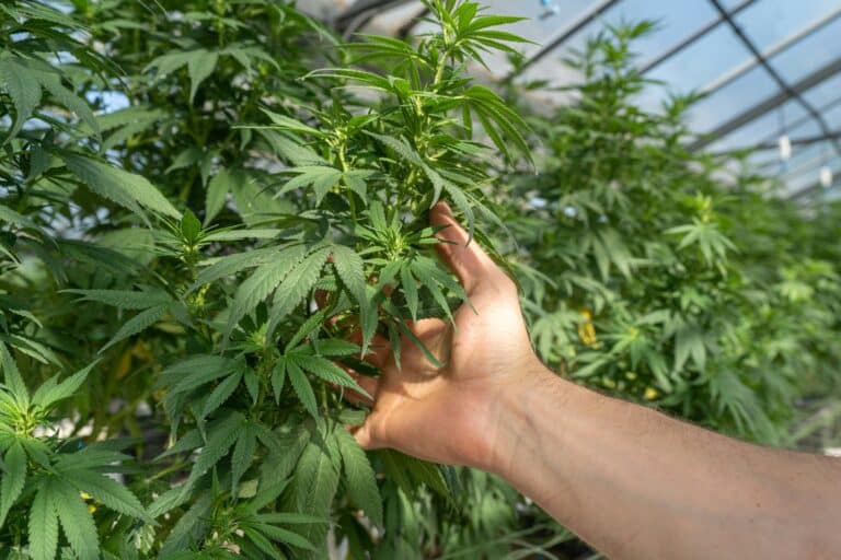 The Cannabidiol CBD Market Growth Forecast: A $200 Billion Industry by 2032