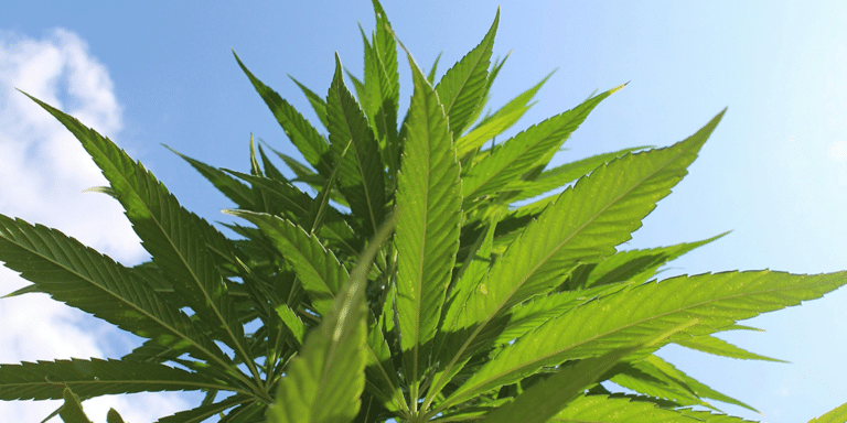 Close-up of vibrant green hemp leaves growing in sunlight, showcasing the natural source of cannabinoids like Cannabicitran (CBT-C) and their potential therapeutic applications.
