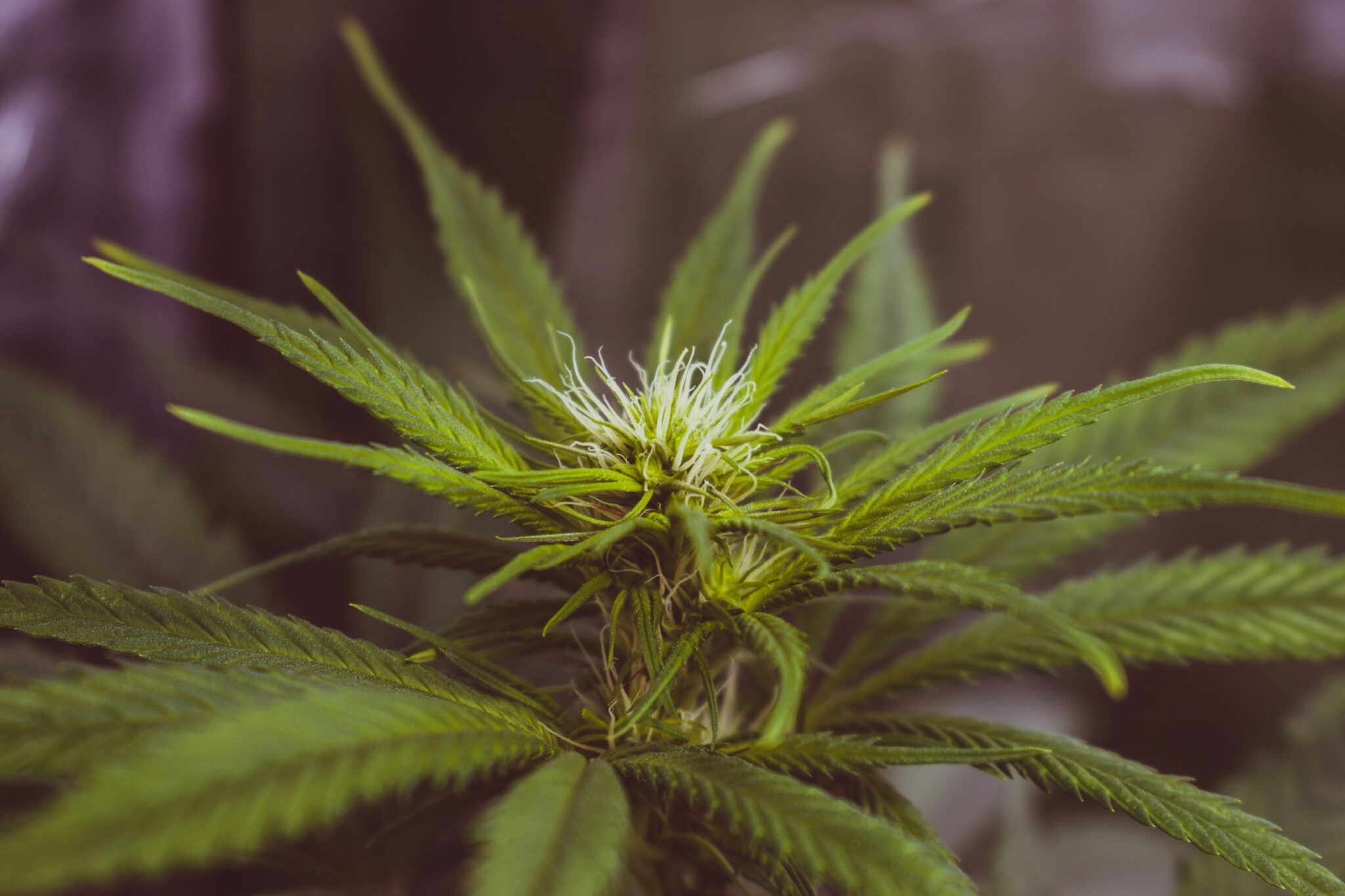 CBD plant that may help severe autism disorder symptoms