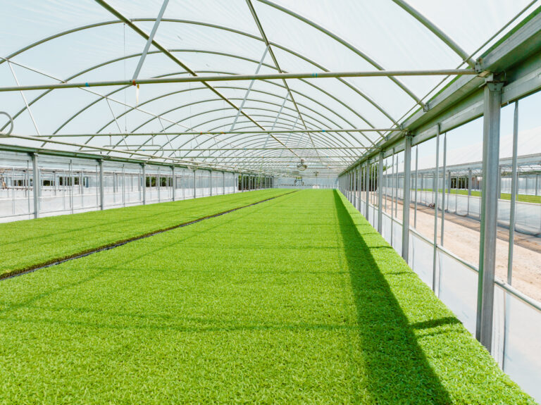 greenhouse of cannabinoid supplier gvb biopharma